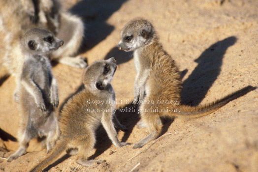 meerkat babies at play