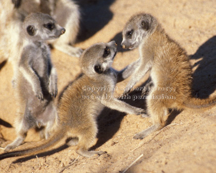 meerkat babies playing