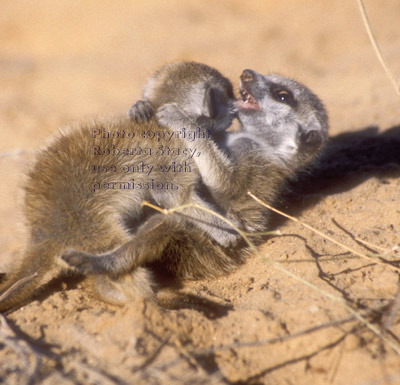 meerkat babies at play