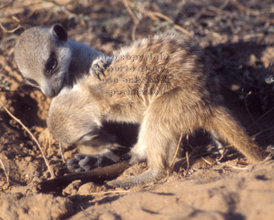 meerkat babies playing