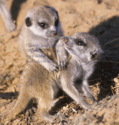 baby meerkats at play