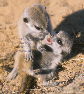 baby meerkats playing