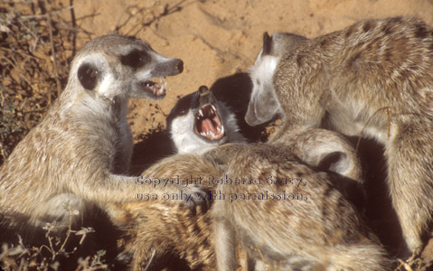 adult meerkats playing