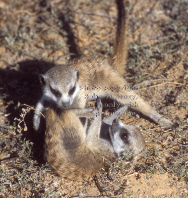 meerkat babies playing