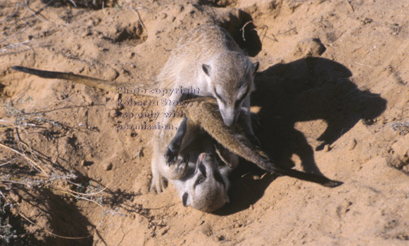 meerkat adults playing