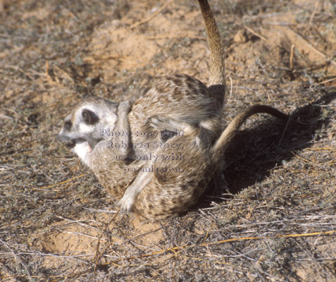 playing meerkats