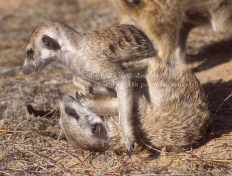 adult meerkats playing