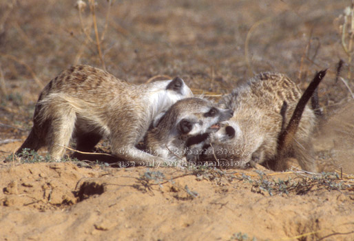 three adult meerkats playing