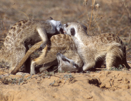 3 adult meerkats at play