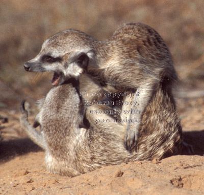 meerkat adults at play