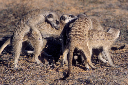 adult meerkats playing