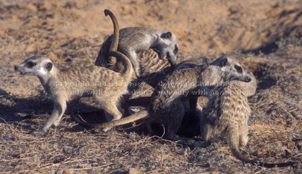 meerkat adults playing