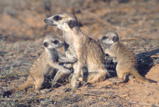 two meerkat babies playing