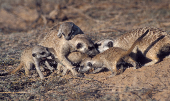 2 meerkat adults & 4 meerkat babies