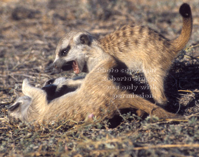 meerkat babies at play