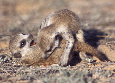 two meerkat babies playing