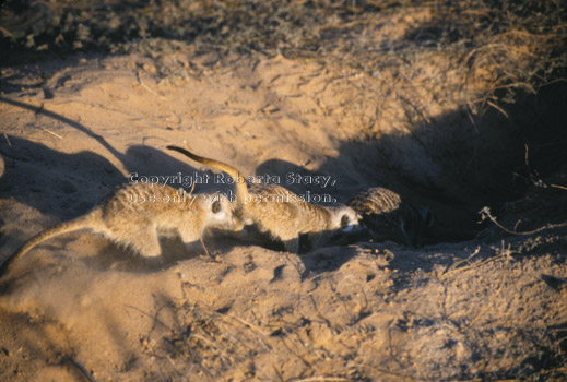 adult meerkats digging