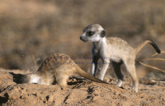 baby meerkat digging