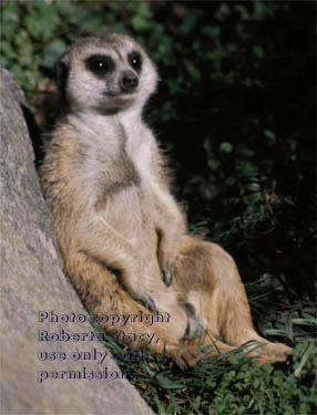 meerkat adult