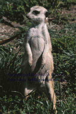 pregnant meerkat adult