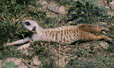 pregnant meerkat adult