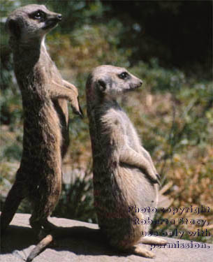 meerkat adults