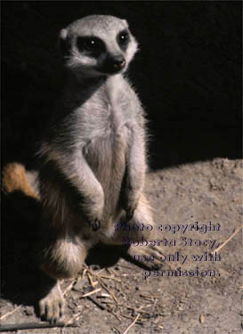 meerkat juvenile