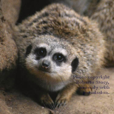 meerkat adult