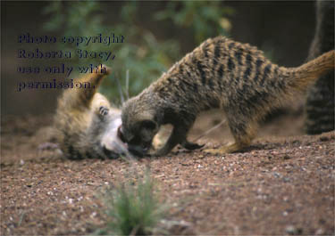 meerkat adults