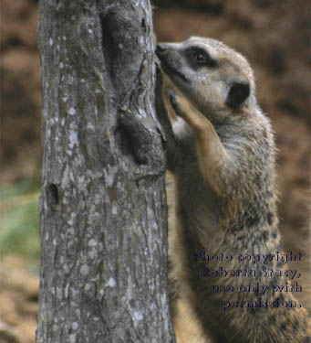 meerkat adult