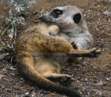 meerkat adult