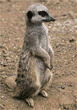 meerkats