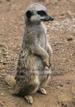 meerkat adult