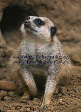 meerkat adult