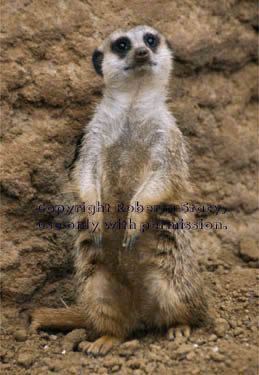 meerkat adult