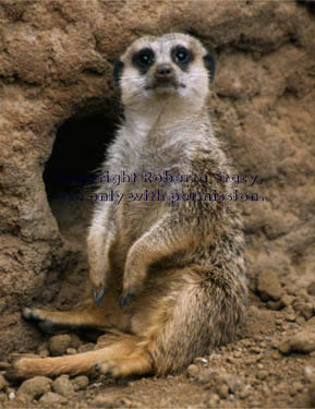 meerkat adult