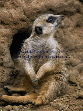 meerkat adult