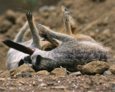 meerkat adults