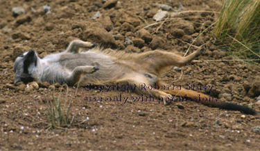 meerkat adult