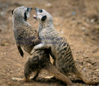 meerkat adults