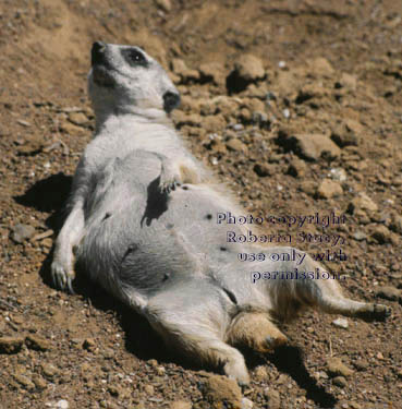 pregnant meerkat adult