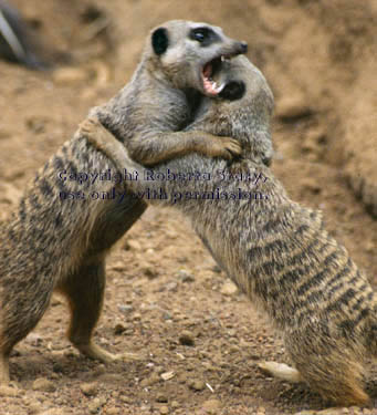 meerkat adults