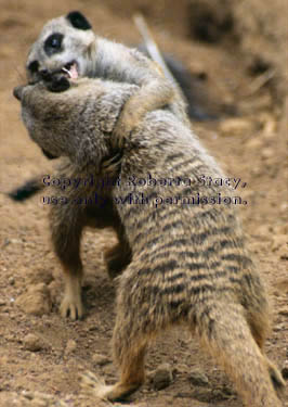 meerkat adults