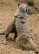 meerkats