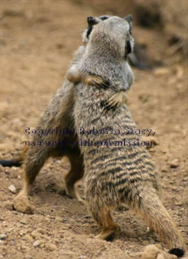 meerkat adults