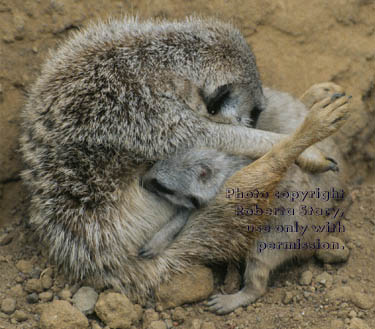 meerkat mother with her 23-day-old babies