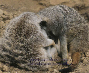 meerkat parents with their 23-day-old babies