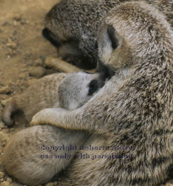 meerkat mother with her 23-day-old baby