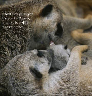 meerkat parents with their 23-day-old baby