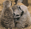 meerkats